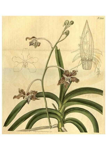 Reproducción/Reproduction 34803673850: Curtis's botanical magazine.. London ; New York [etc.] :Academic Press [etc.]