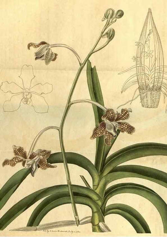 Reproducción/Reproduction 34803673850: Curtis's botanical magazine.. London ; New York [etc.] :Academic Press [etc.]