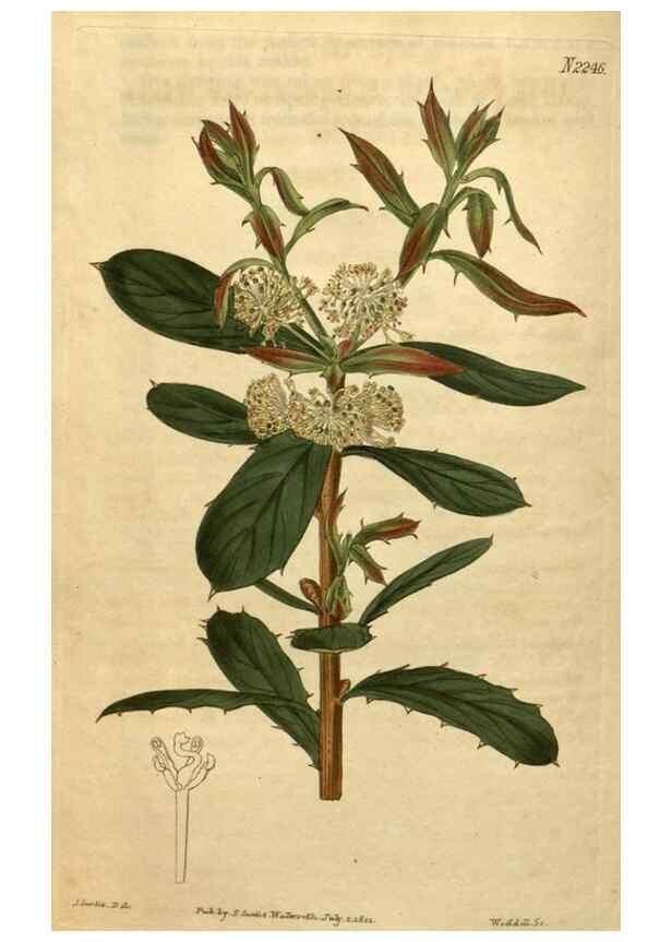 Reproducción/Reproduction 35059871151: Curtis's botanical magazine.. London ; New York [etc.] :Academic Press [etc.]