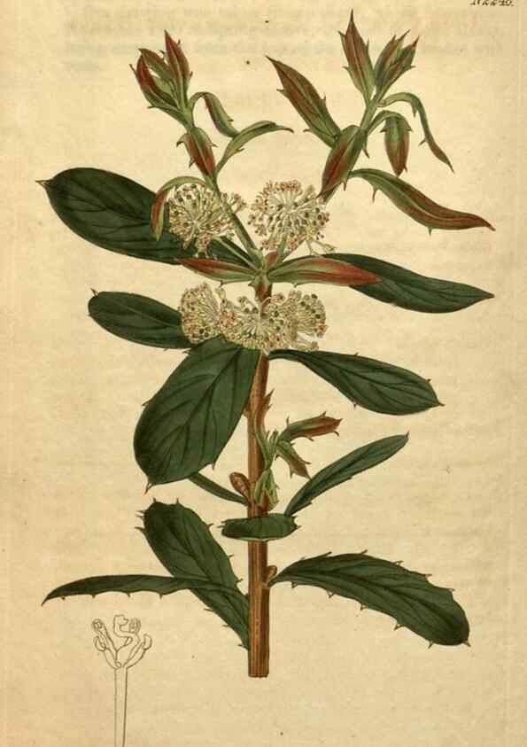 Reproducción/Reproduction 35059871151: Curtis's botanical magazine.. London ; New York [etc.] :Academic Press [etc.]