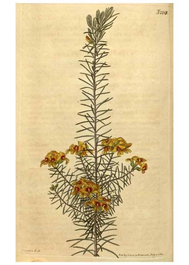 Reproducción/Reproduction 34803675380: Curtis's botanical magazine.. London ; New York [etc.] :Academic Press [etc.]