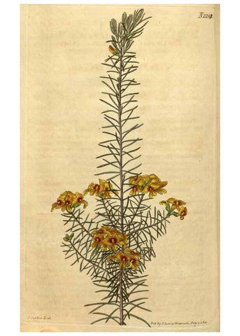 Reproducción/Reproduction 34803675380: Curtis's botanical magazine.. London ; New York [etc.] :Academic Press [etc.]