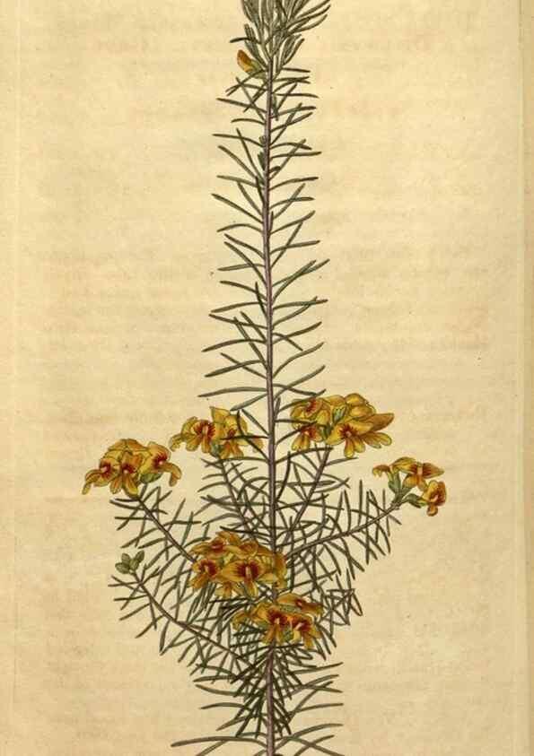 Reproducción/Reproduction 34803675380: Curtis's botanical magazine.. London ; New York [etc.] :Academic Press [etc.]