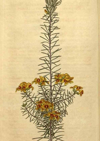 Reproducción/Reproduction 34803675380: Curtis's botanical magazine.. London ; New York [etc.] :Academic Press [etc.]