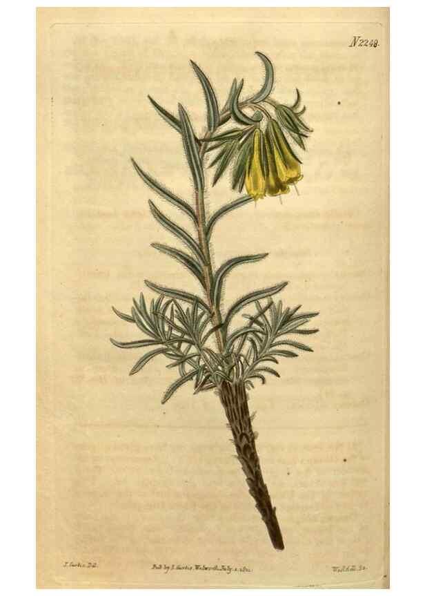 Reproducción/Reproduction 34803676090: Curtis's botanical magazine.. London ; New York [etc.] :Academic Press [etc.]