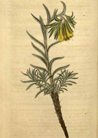 Reproducción/Reproduction 34803676090: Curtis's botanical magazine.. London ; New York [etc.] :Academic Press [etc.]