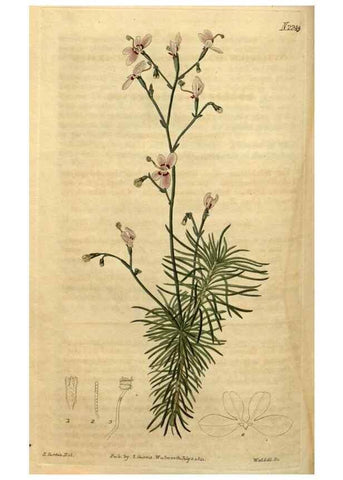 Reproducción/Reproduction 34803676740: Curtis's botanical magazine.. London ; New York [etc.] :Academic Press [etc.]