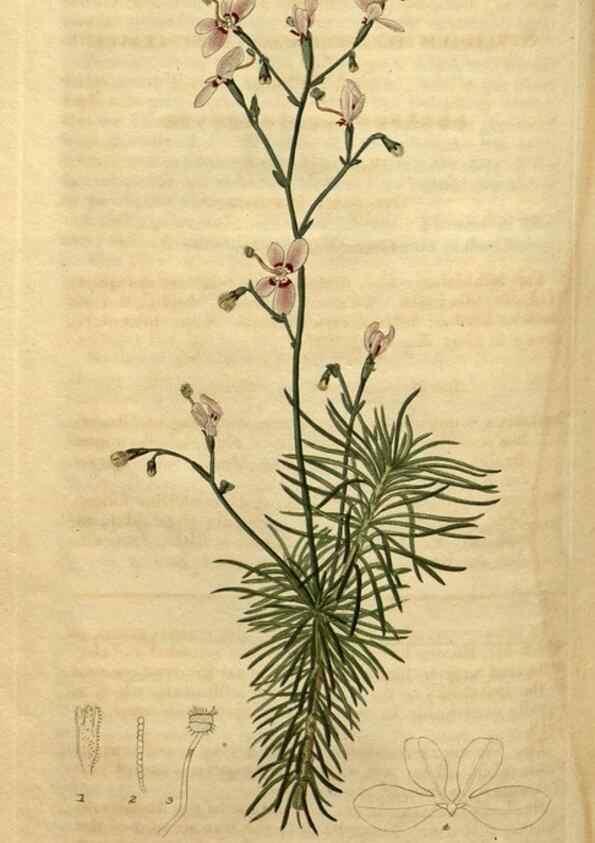 Reproducción/Reproduction 34803676740: Curtis's botanical magazine.. London ; New York [etc.] :Academic Press [etc.]