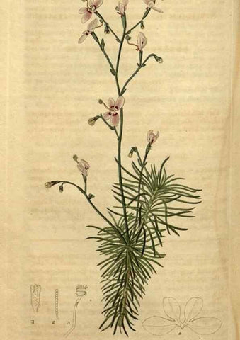 Reproducción/Reproduction 34803676740: Curtis's botanical magazine.. London ; New York [etc.] :Academic Press [etc.]