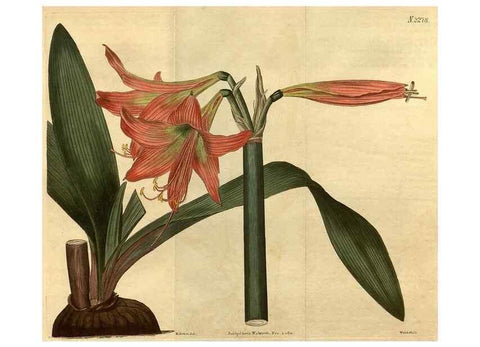Reproducción/Reproduction 35025144722: Curtis's botanical magazine.. London ; New York [etc.] :Academic Press [etc.]