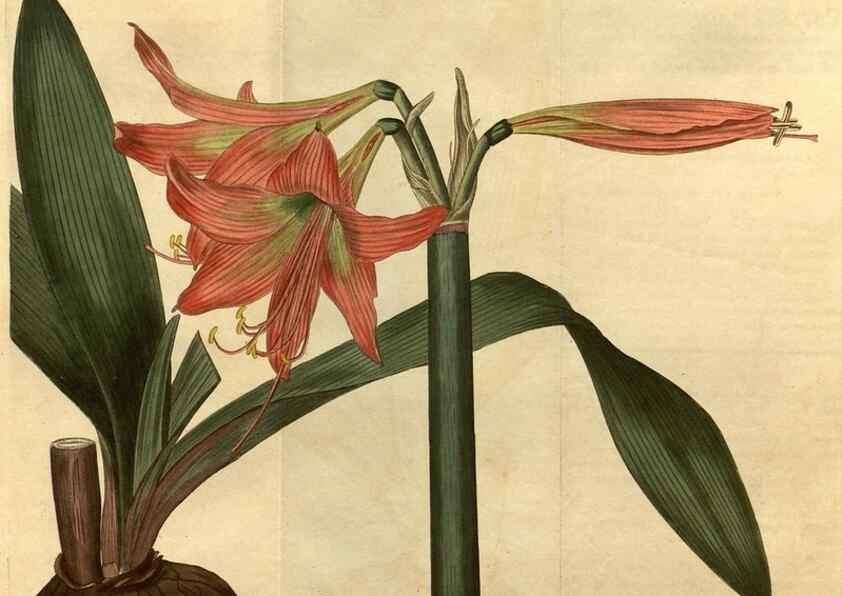 Reproducción/Reproduction 35025144722: Curtis's botanical magazine.. London ; New York [etc.] :Academic Press [etc.]