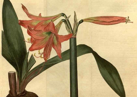 Reproducción/Reproduction 35025144722: Curtis's botanical magazine.. London ; New York [etc.] :Academic Press [etc.]