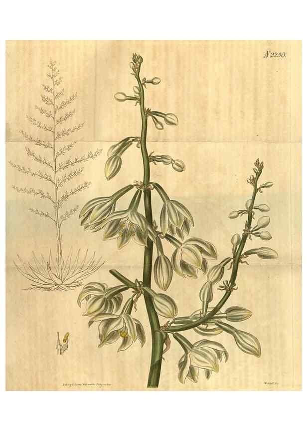 Reproducción/Reproduction 34803677860: Curtis's botanical magazine.. London ; New York [etc.] :Academic Press [etc.]
