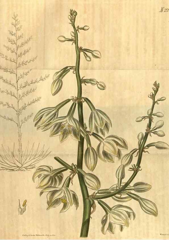 Reproducción/Reproduction 34803677860: Curtis's botanical magazine.. London ; New York [etc.] :Academic Press [etc.]