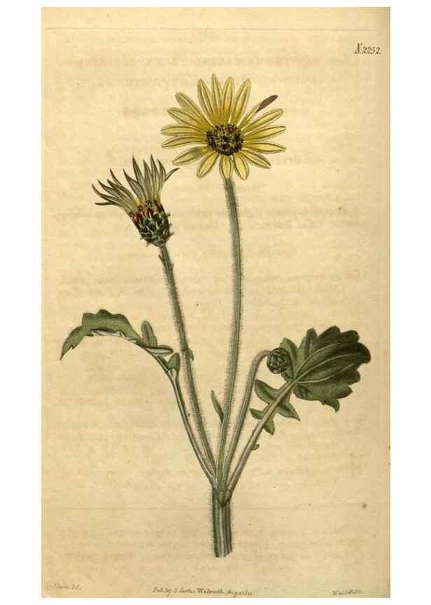 Reproducción/Reproduction 34803681990: Curtis's botanical magazine.. London ; New York [etc.] :Academic Press [etc.]