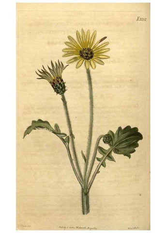 Reproducción/Reproduction 34803681990: Curtis's botanical magazine.. London ; New York [etc.] :Academic Press [etc.]