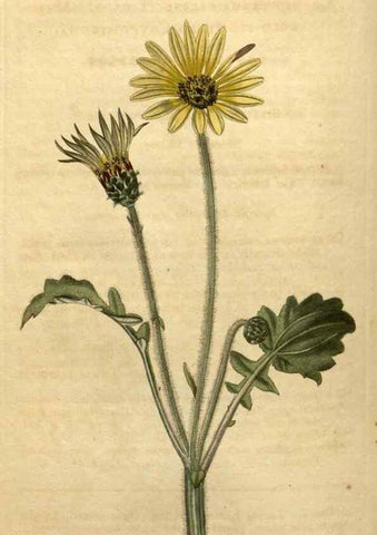 Reproducción/Reproduction 34803681990: Curtis's botanical magazine.. London ; New York [etc.] :Academic Press [etc.]
