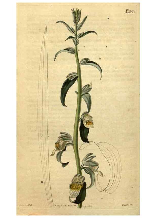 Reproducción/Reproduction 34803683660: Curtis's botanical magazine.. London ; New York [etc.] :Academic Press [etc.]