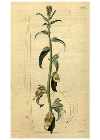 Reproducción/Reproduction 34803683660: Curtis's botanical magazine.. London ; New York [etc.] :Academic Press [etc.]