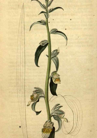 Reproducción/Reproduction 34803683660: Curtis's botanical magazine.. London ; New York [etc.] :Academic Press [etc.]