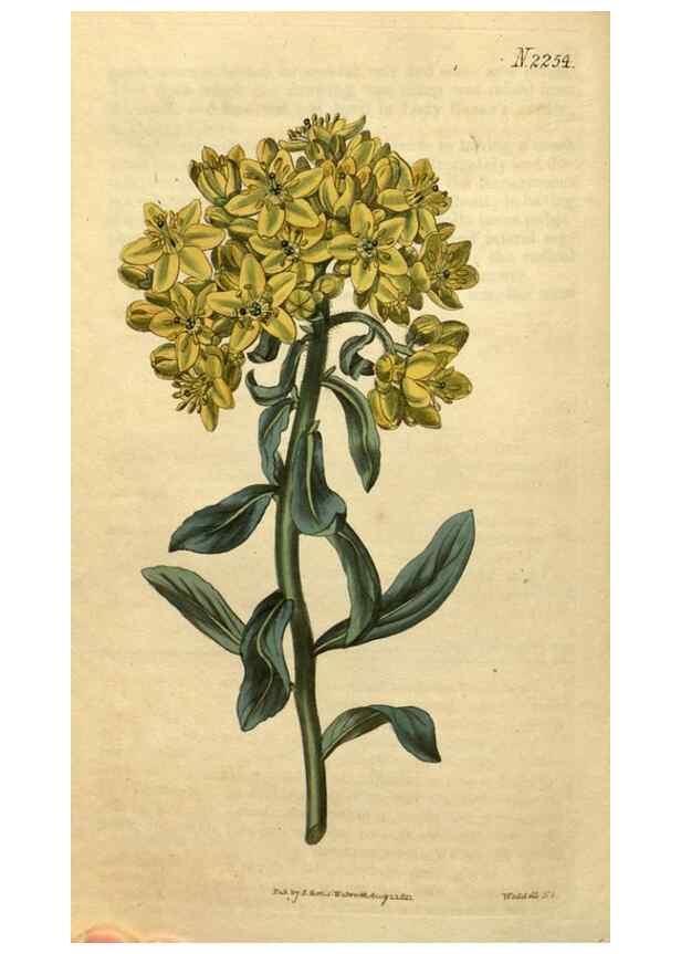 Reproducción/Reproduction 34803685690: Curtis's botanical magazine.. London ; New York [etc.] :Academic Press [etc.]
