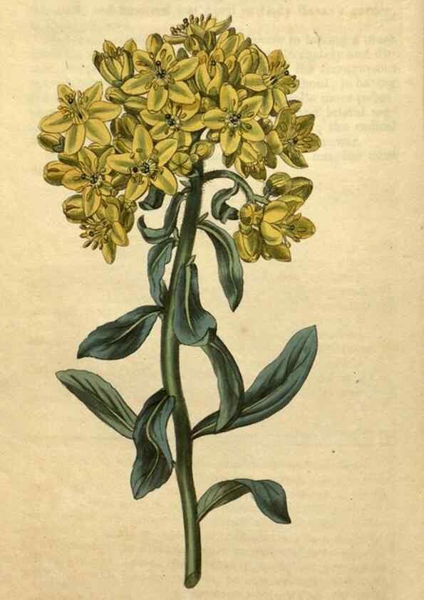Reproducción/Reproduction 34803685690: Curtis's botanical magazine.. London ; New York [etc.] :Academic Press [etc.]