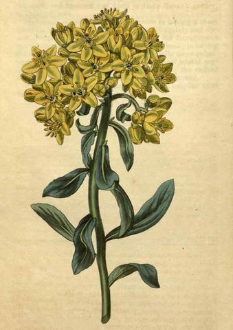 Reproducción/Reproduction 34803685690: Curtis's botanical magazine.. London ; New York [etc.] :Academic Press [etc.]