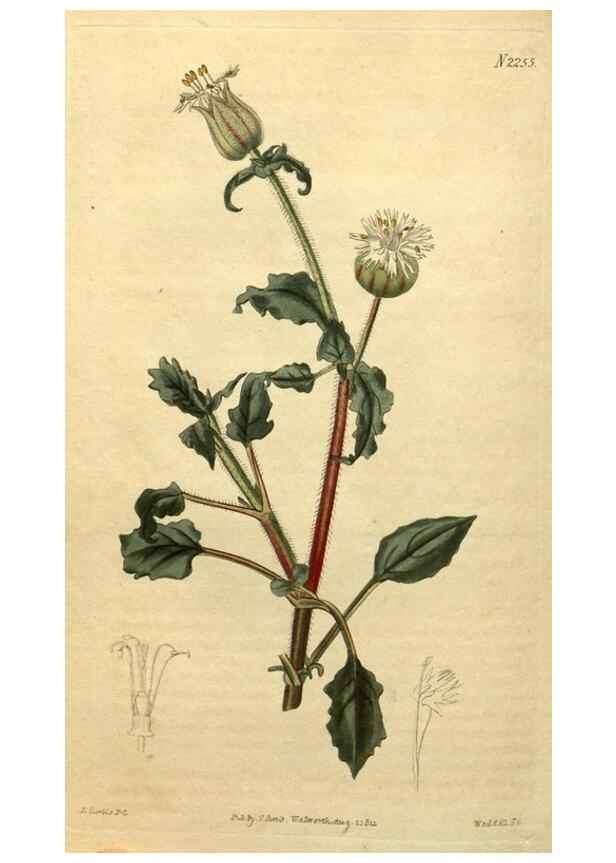 Reproducción/Reproduction 34803687680: Curtis's botanical magazine.. London ; New York [etc.] :Academic Press [etc.]