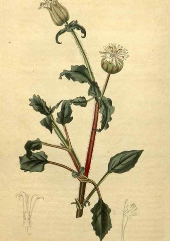 Reproducción/Reproduction 34803687680: Curtis's botanical magazine.. London ; New York [etc.] :Academic Press [etc.]