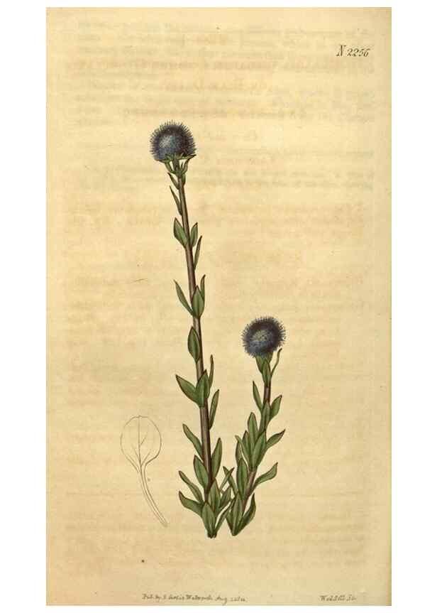 Reproducción/Reproduction 34803689490: Curtis's botanical magazine.. London ; New York [etc.] :Academic Press [etc.]