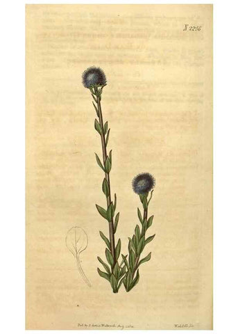 Reproducción/Reproduction 34803689490: Curtis's botanical magazine.. London ; New York [etc.] :Academic Press [etc.]