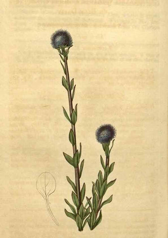 Reproducción/Reproduction 34803689490: Curtis's botanical magazine.. London ; New York [etc.] :Academic Press [etc.]