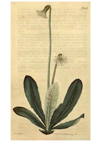 Reproducción/Reproduction 35025006522: Curtis's botanical magazine.. London ; New York [etc.] :Academic Press [etc.]