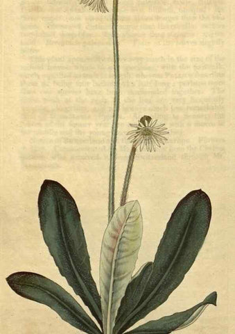 Reproducción/Reproduction 35025006522: Curtis's botanical magazine.. London ; New York [etc.] :Academic Press [etc.]
