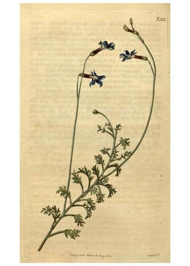 Reproducción/Reproduction 34803679810: Curtis's botanical magazine.. London ; New York [etc.] :Academic Press [etc.]