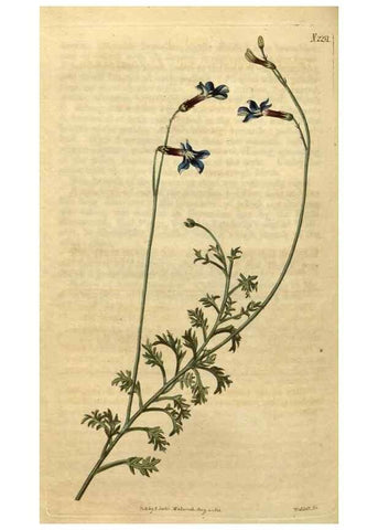 Reproducción/Reproduction 34803679810: Curtis's botanical magazine.. London ; New York [etc.] :Academic Press [etc.]
