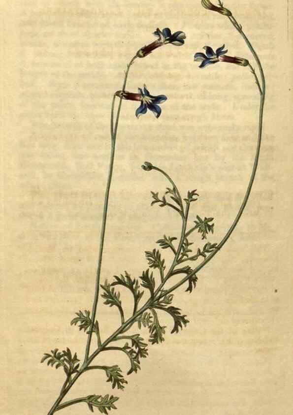 Reproducción/Reproduction 34803679810: Curtis's botanical magazine.. London ; New York [etc.] :Academic Press [etc.]