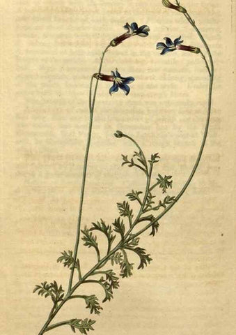 Reproducción/Reproduction 34803679810: Curtis's botanical magazine.. London ; New York [etc.] :Academic Press [etc.]