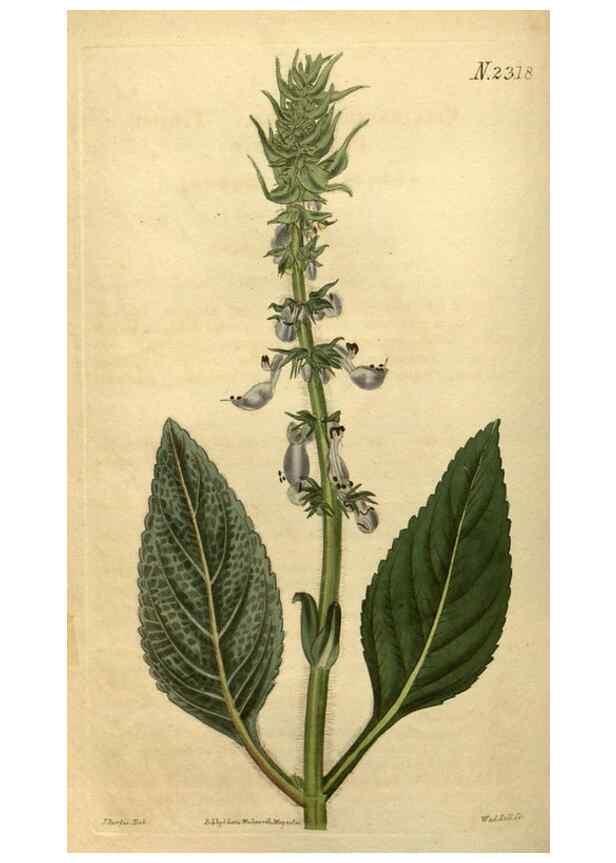 Reproducción/Reproduction 35150249146: Curtis's botanical magazine.. London ; New York [etc.] :Academic Press [etc.]