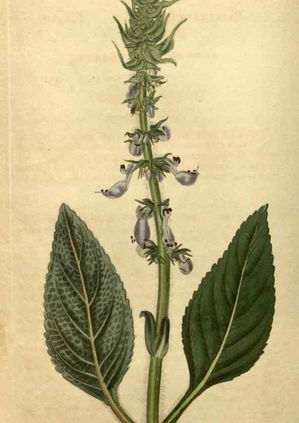 Reproducción/Reproduction 35150249146: Curtis's botanical magazine.. London ; New York [etc.] :Academic Press [etc.]