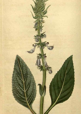 Reproducción/Reproduction 35150249146: Curtis's botanical magazine.. London ; New York [etc.] :Academic Press [etc.]