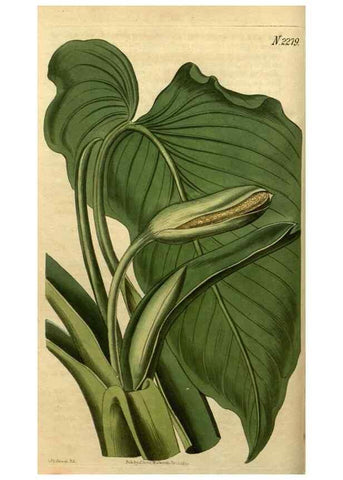 Reproducción/Reproduction 34803822240: Curtis's botanical magazine.. London ; New York [etc.] :Academic Press [etc.]