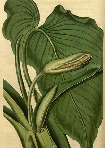 Reproducción/Reproduction 34803822240: Curtis's botanical magazine.. London ; New York [etc.] :Academic Press [etc.]