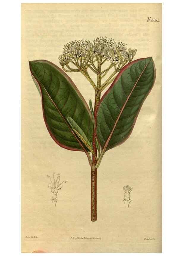 Reproducción/Reproduction 34803828130: Curtis's botanical magazine.. London ; New York [etc.] :Academic Press [etc.]
