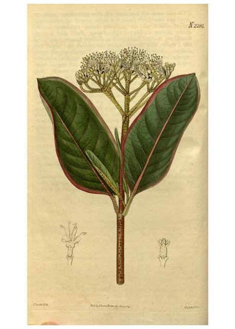 Reproducción/Reproduction 34803828130: Curtis's botanical magazine.. London ; New York [etc.] :Academic Press [etc.]