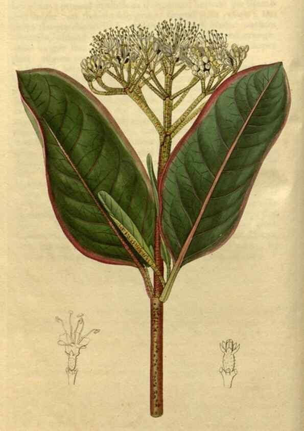 Reproducción/Reproduction 34803828130: Curtis's botanical magazine.. London ; New York [etc.] :Academic Press [etc.]