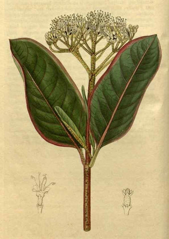 Reproducción/Reproduction 34803828130: Curtis's botanical magazine.. London ; New York [etc.] :Academic Press [etc.]