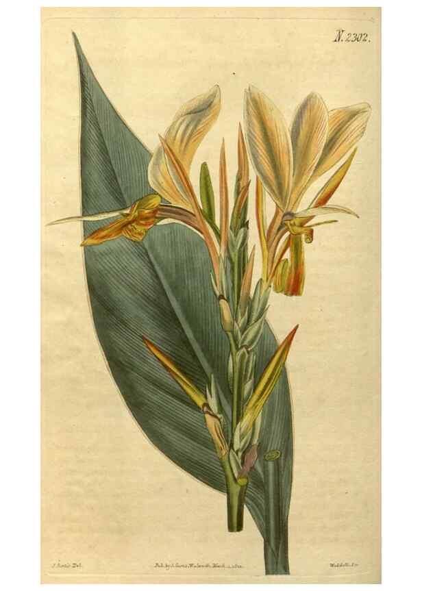 Reproducción/Reproduction 34380959283: Curtis's botanical magazine.. London ; New York [etc.] :Academic Press [etc.]
