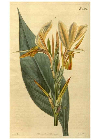 Reproducción/Reproduction 34380959283: Curtis's botanical magazine.. London ; New York [etc.] :Academic Press [etc.]