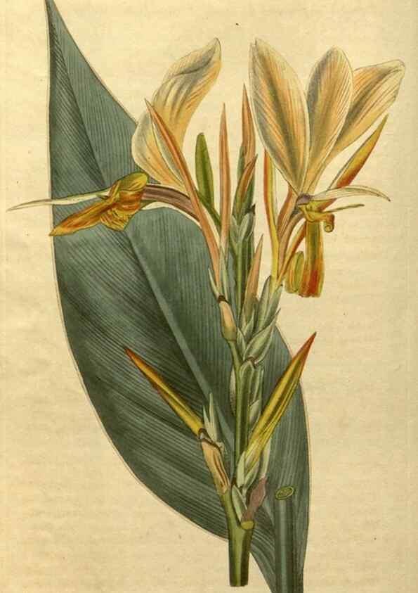 Reproducción/Reproduction 34380959283: Curtis's botanical magazine.. London ; New York [etc.] :Academic Press [etc.]